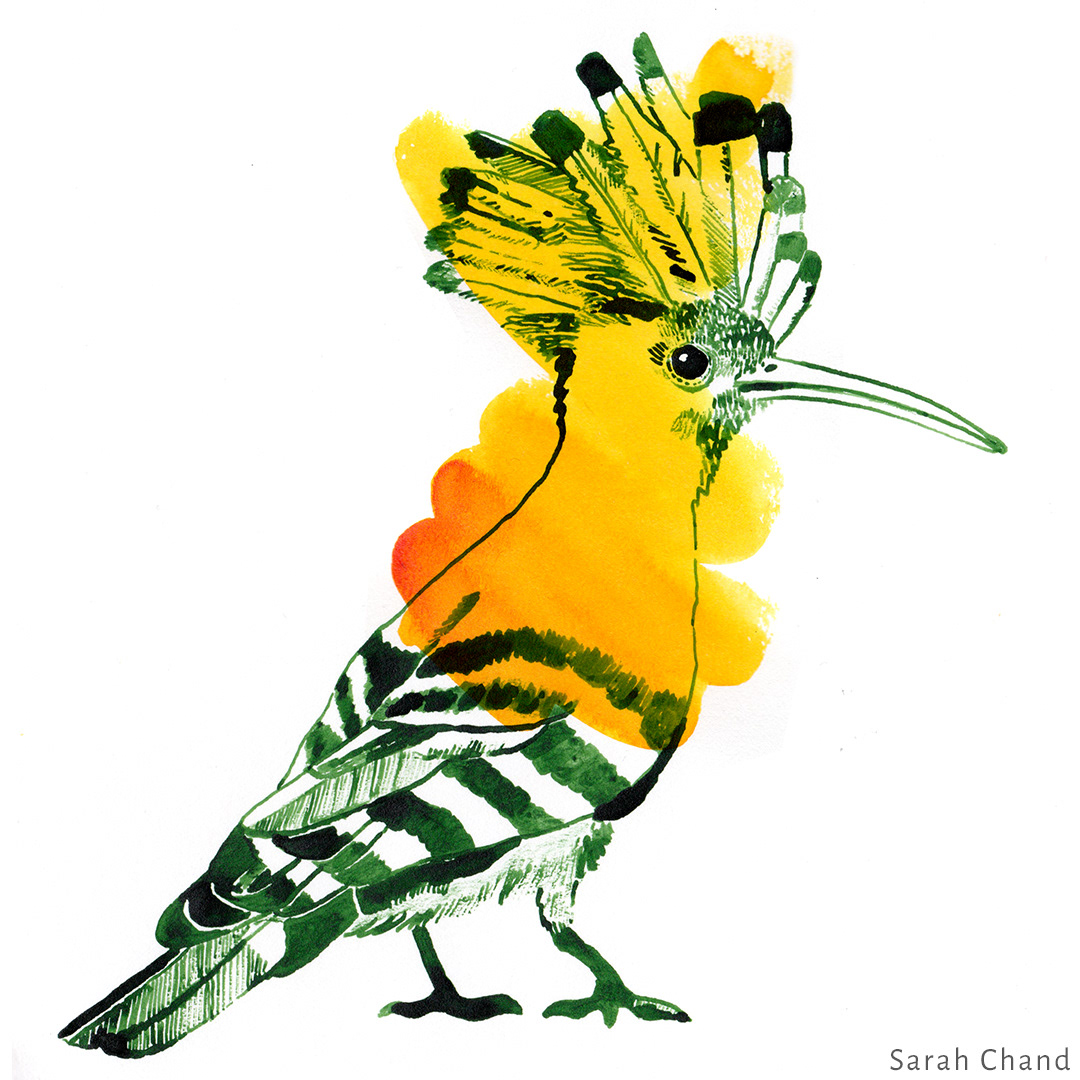 bird Editorial Illustration Flora fauna colour hoopoo Grasshopper American nightshade Nature