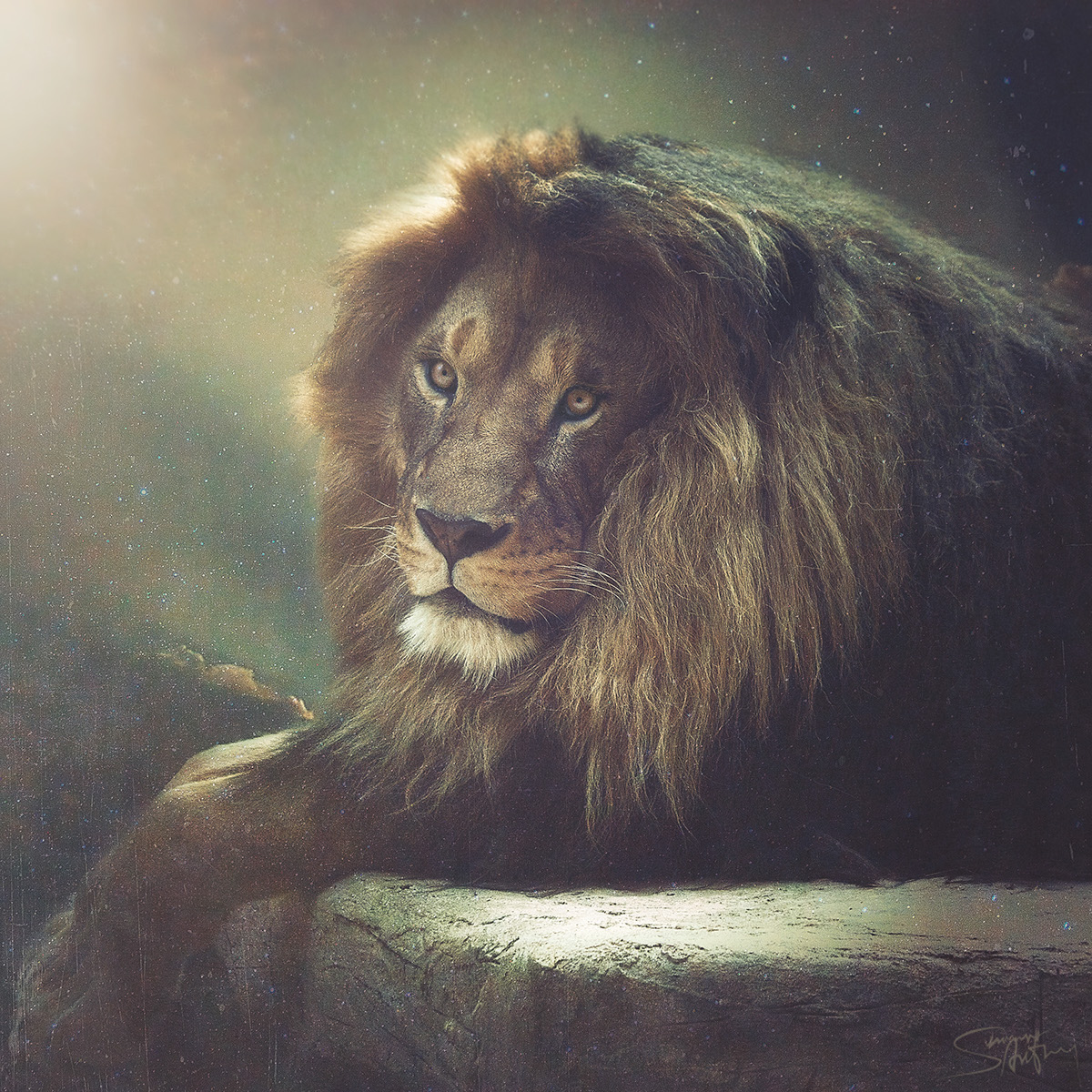 lion wild jesus prophecy king wilderness animal wildlife fierce