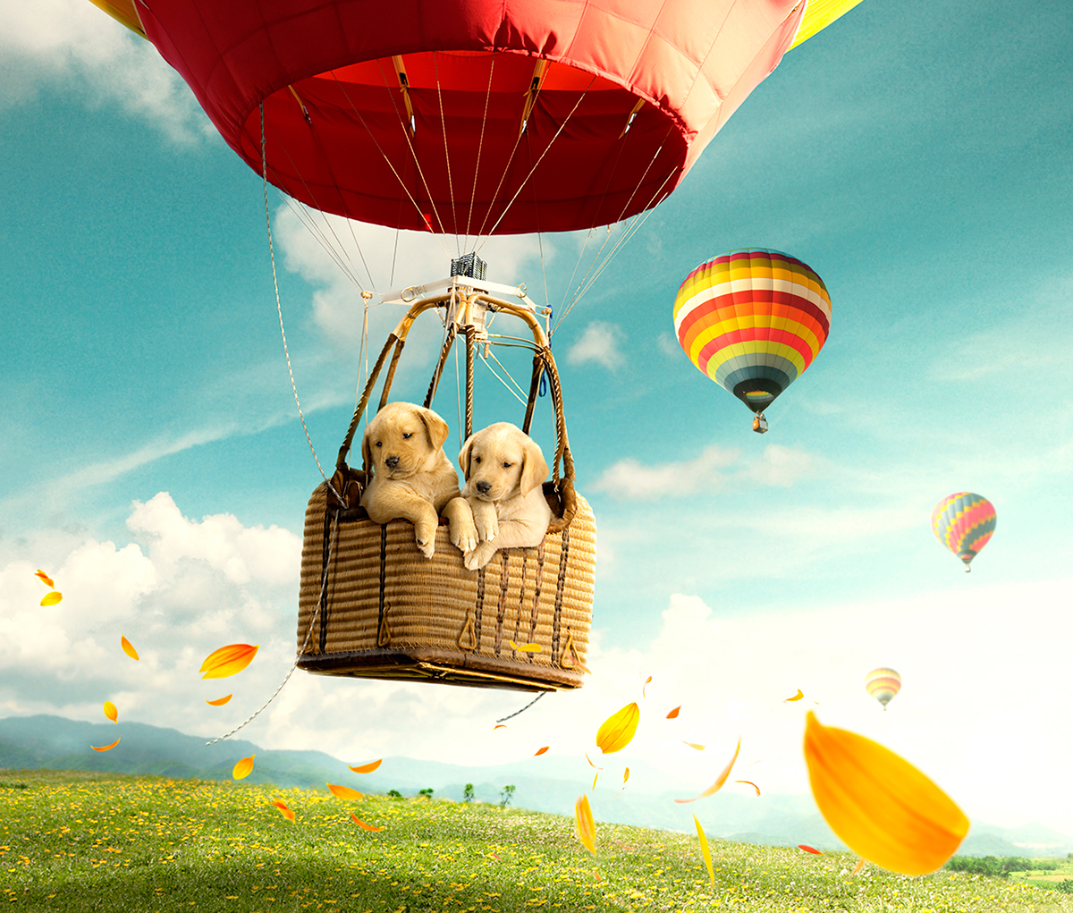Adobe Portfolio scott calendario dogs puppy ilustracion retoque retouch