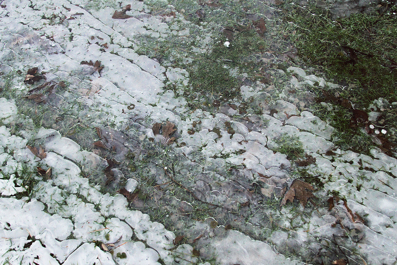 ice Nature frozen plants snow winter