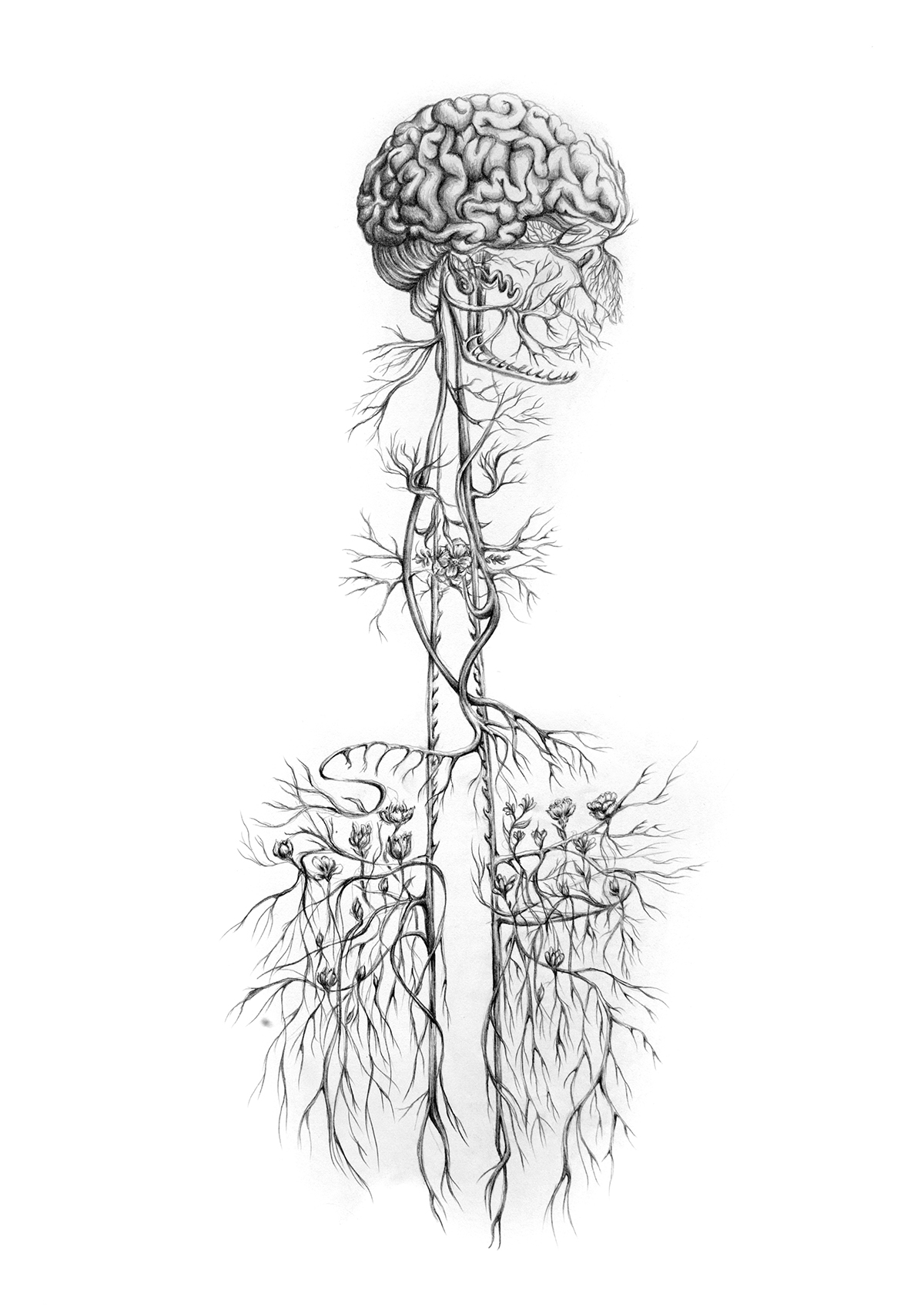 scientific illustration botanical ilustration art anatomy anatomical illustration science