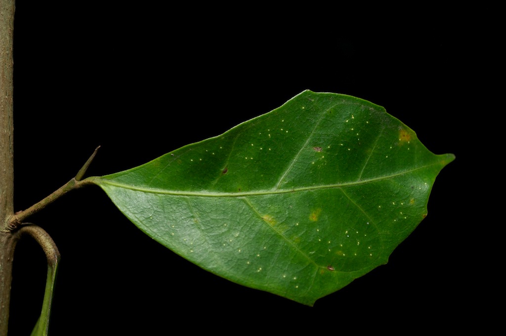 botany Ficus conservation Ecology wasp fig Tree  Fruit macro science