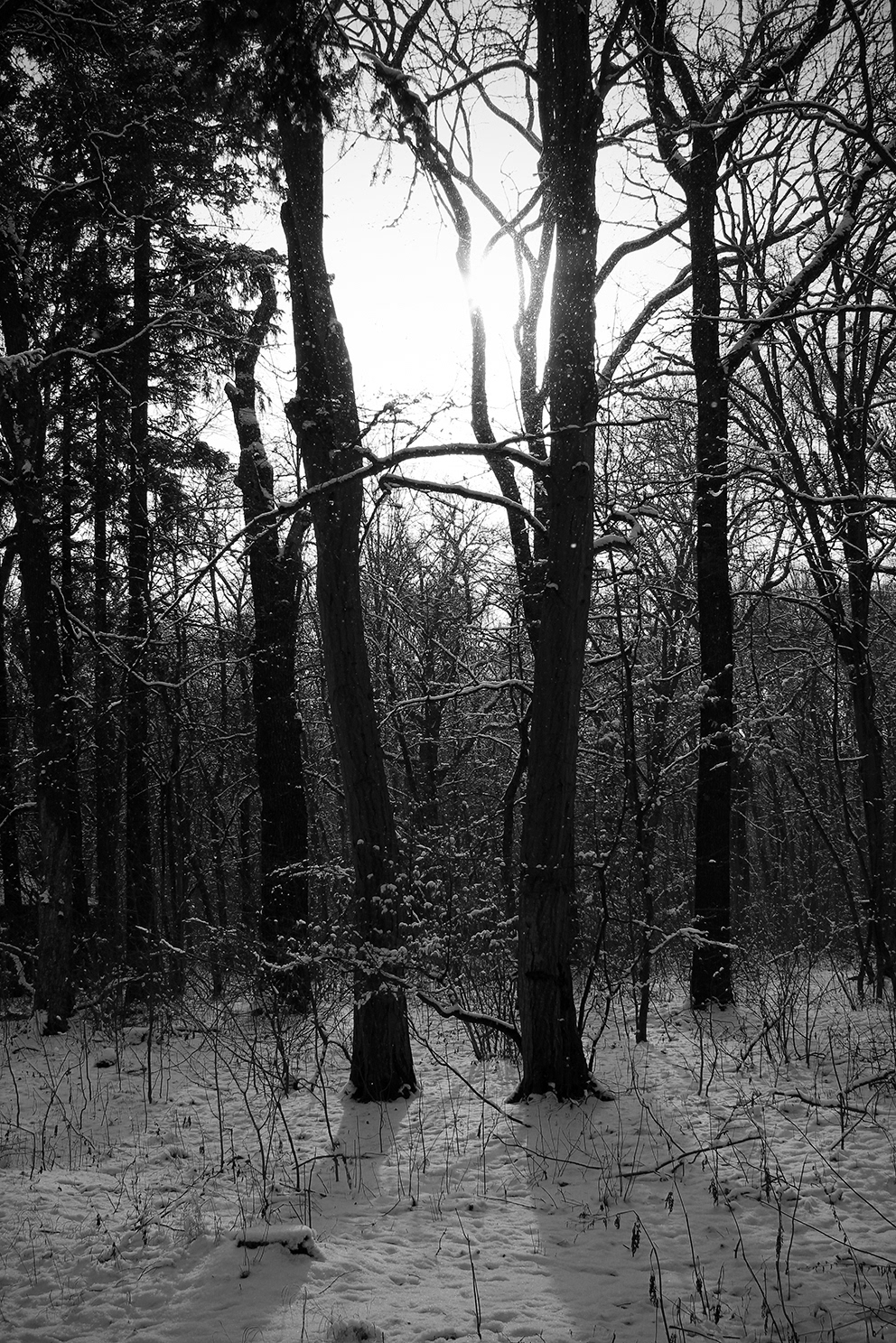 Nature  landscape  WINTER  Snow forest life experimental still life