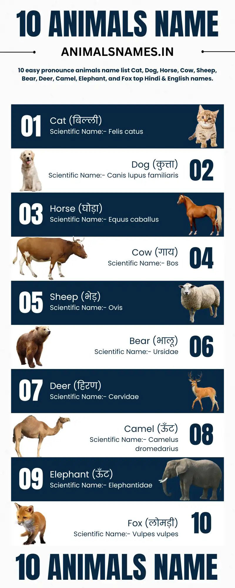 10 Animals Name animal name Animals Name Animals Name in English Animals Name in Hindi Animals Name PDF Animals Name Pictures Animals Names Domestic Animals Name Wild Animals Name