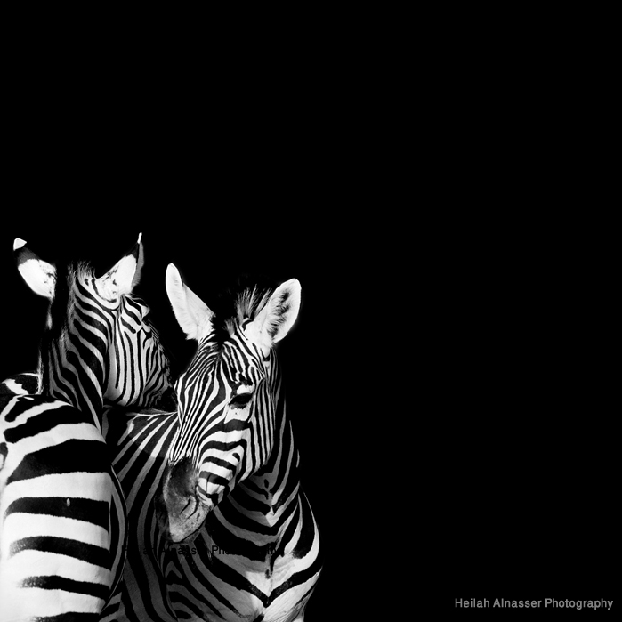 monochrome zebra lines black & White