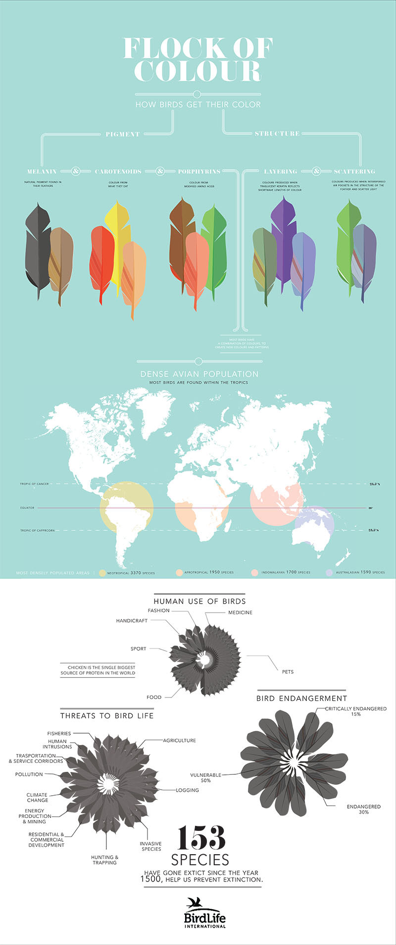 infographic birds color conservation