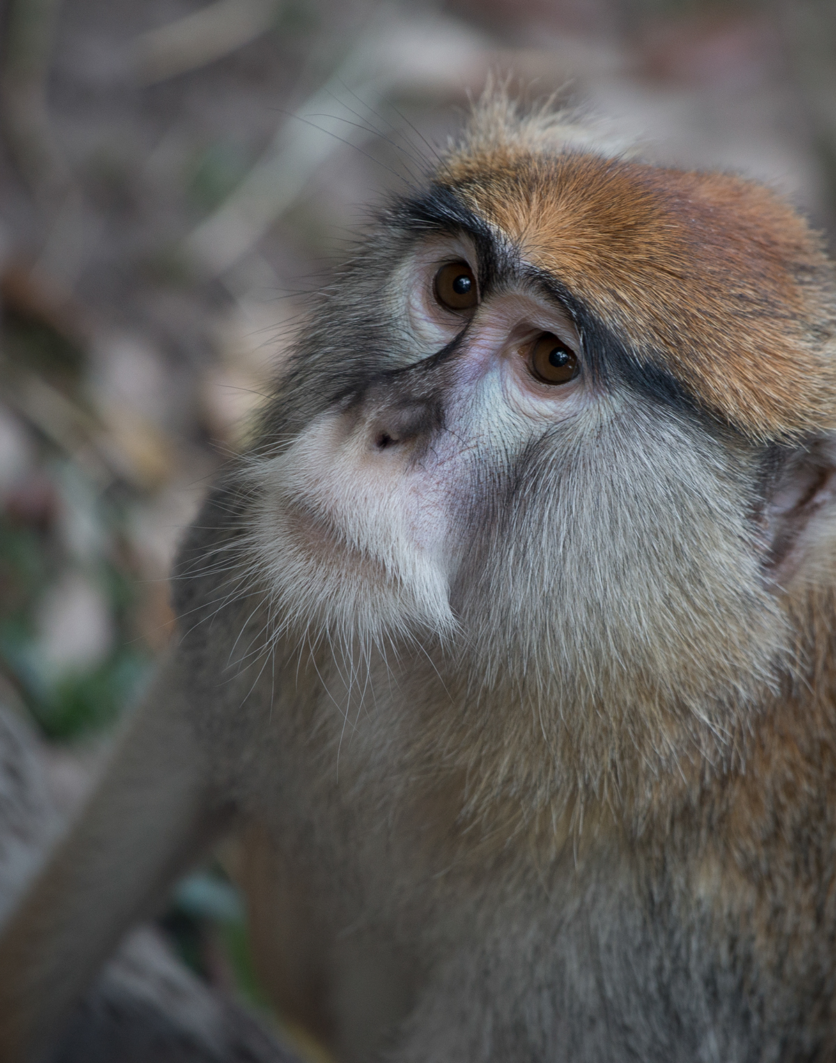 apes primates monkeys