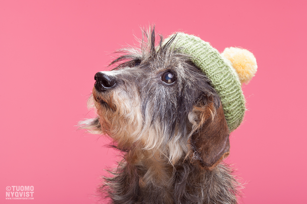 Adobe Portfolio dog photography