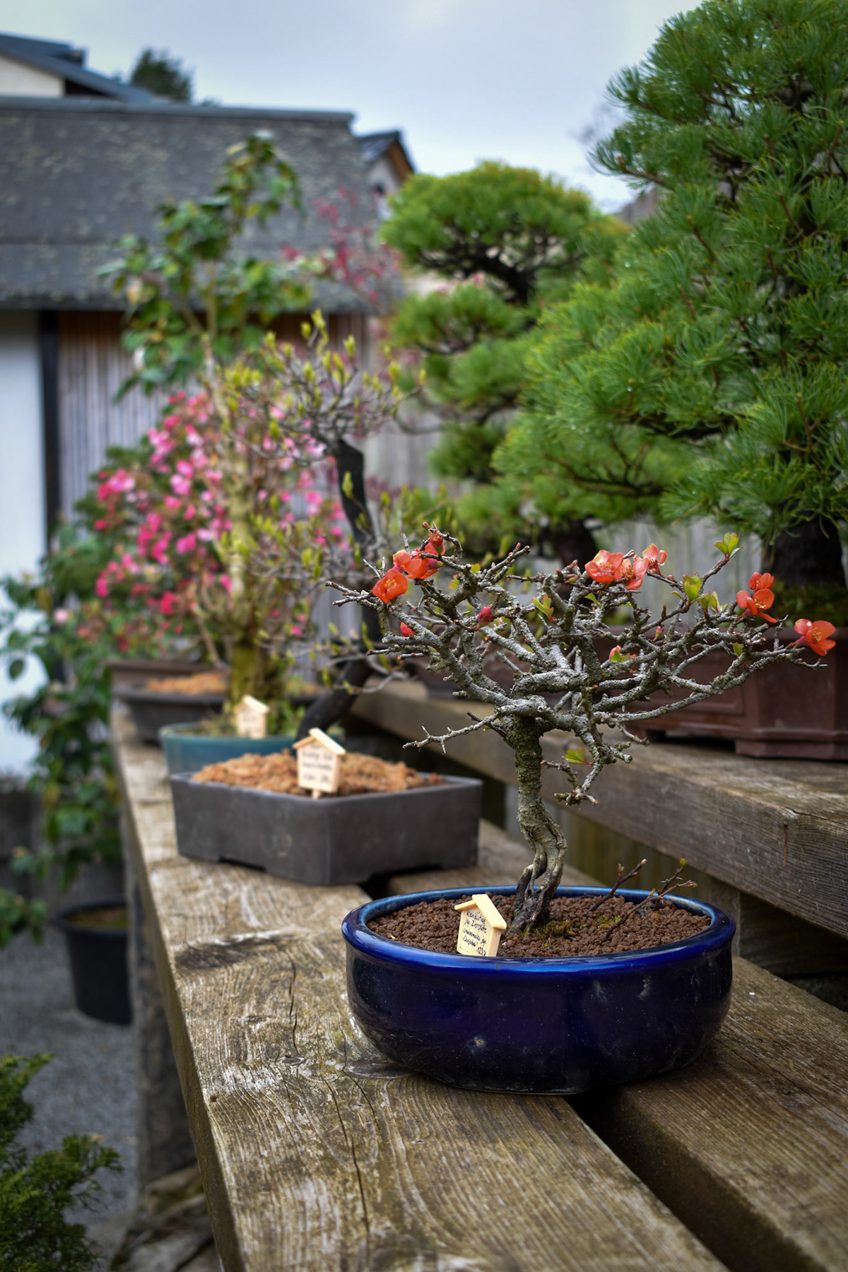 bonsai Flowers japan japanese Nature Photography  photo design
