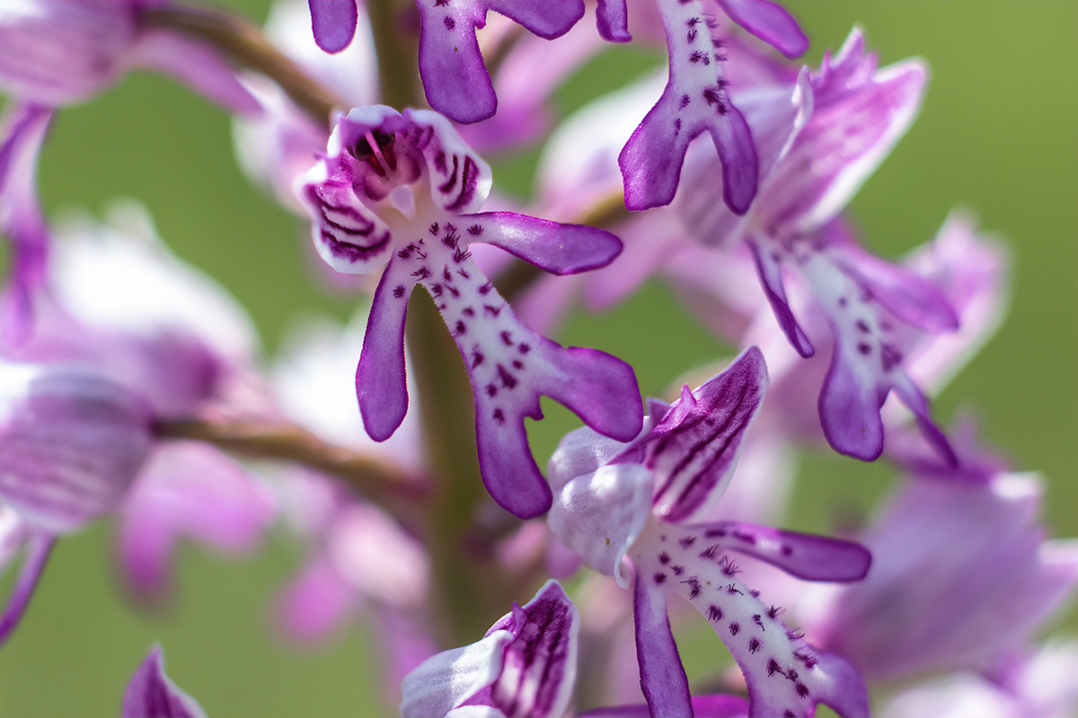 orchid orchids wildlife Nature plants natural protection protected species Sven Haehle Sven Hähle