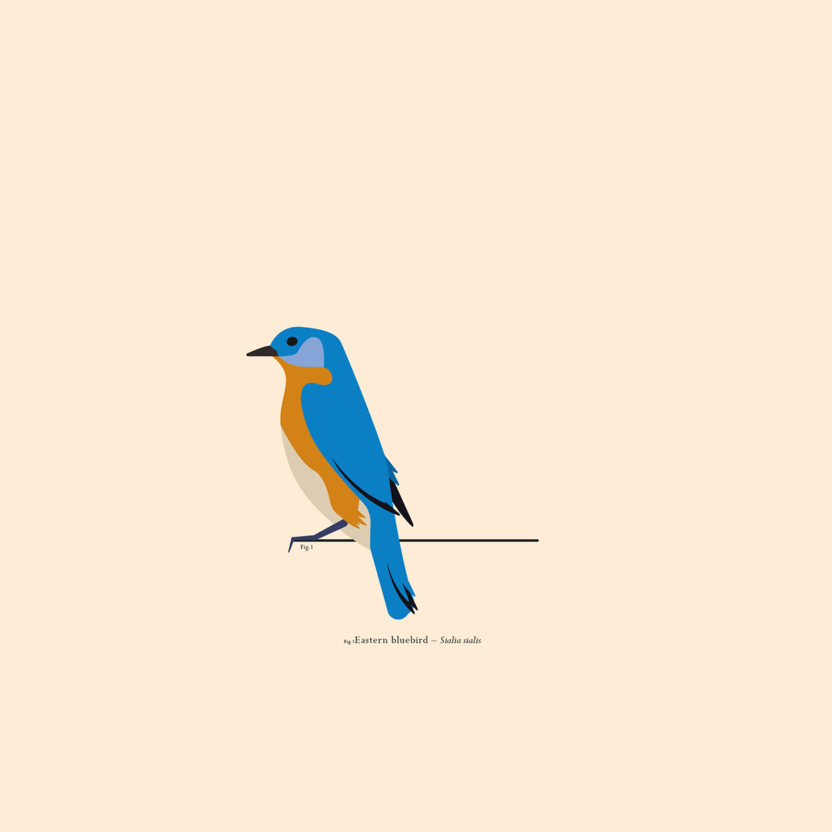 scientific flat ILLUSTRATION  biology poster birds animals colour vector