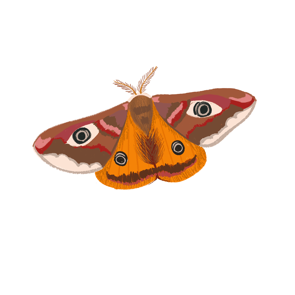animals cute ILLUSTRATION  Insects moth Nature