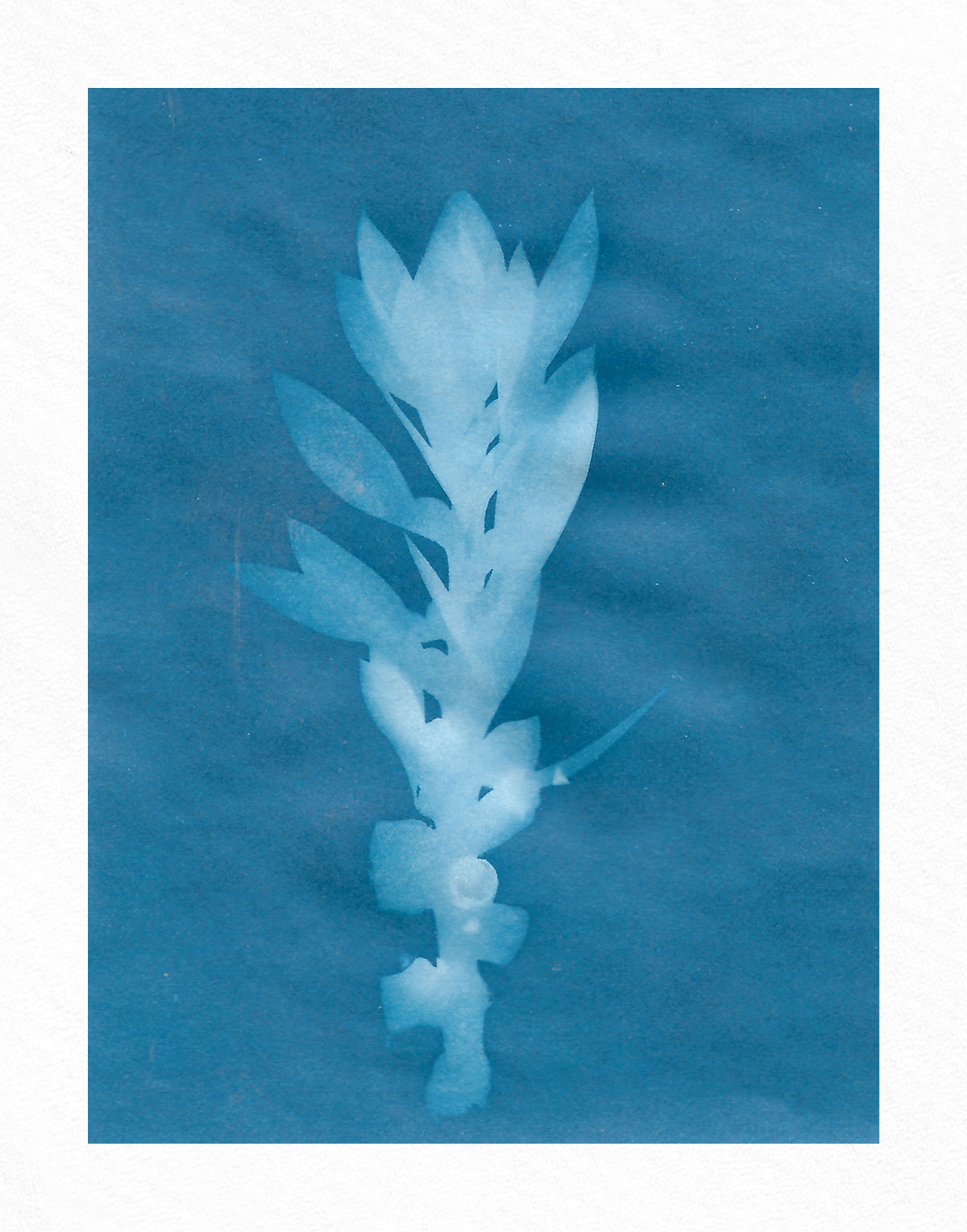 Alternative Photography cyanotype Cyanotypes Flowers Nature Photography 