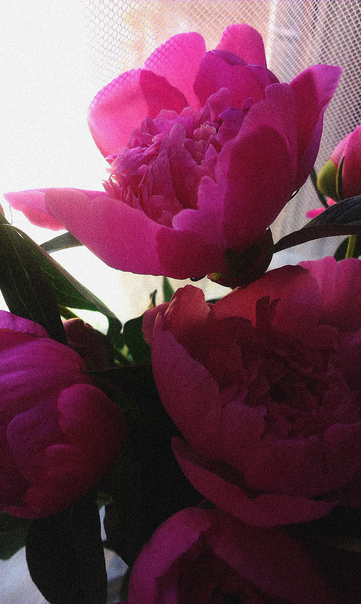 flower pink beaut peony photo soft light nice Vase