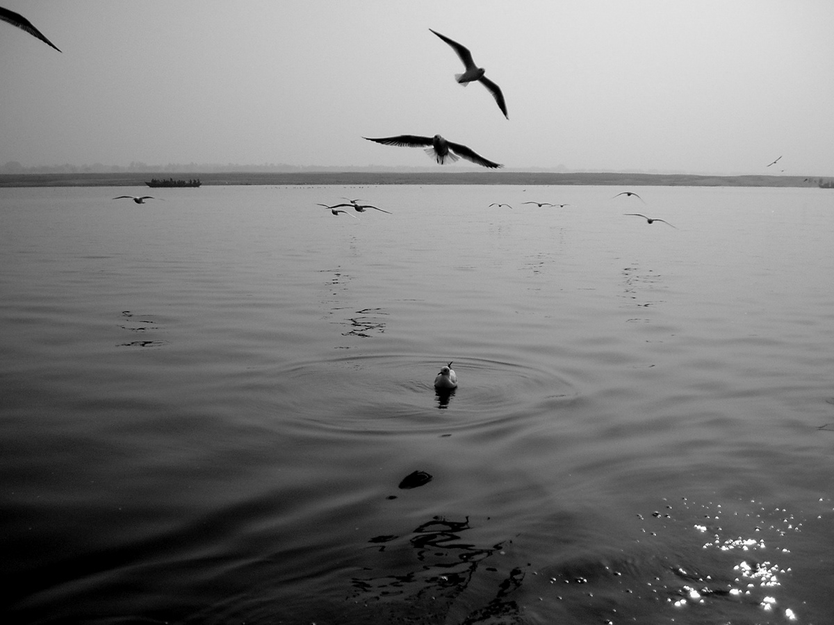 black and white varanasi migration birds flight