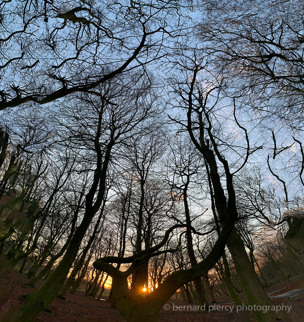 Composite panorama Park Photo Merge Photo Montage sunset Tree  trees woodland woods
