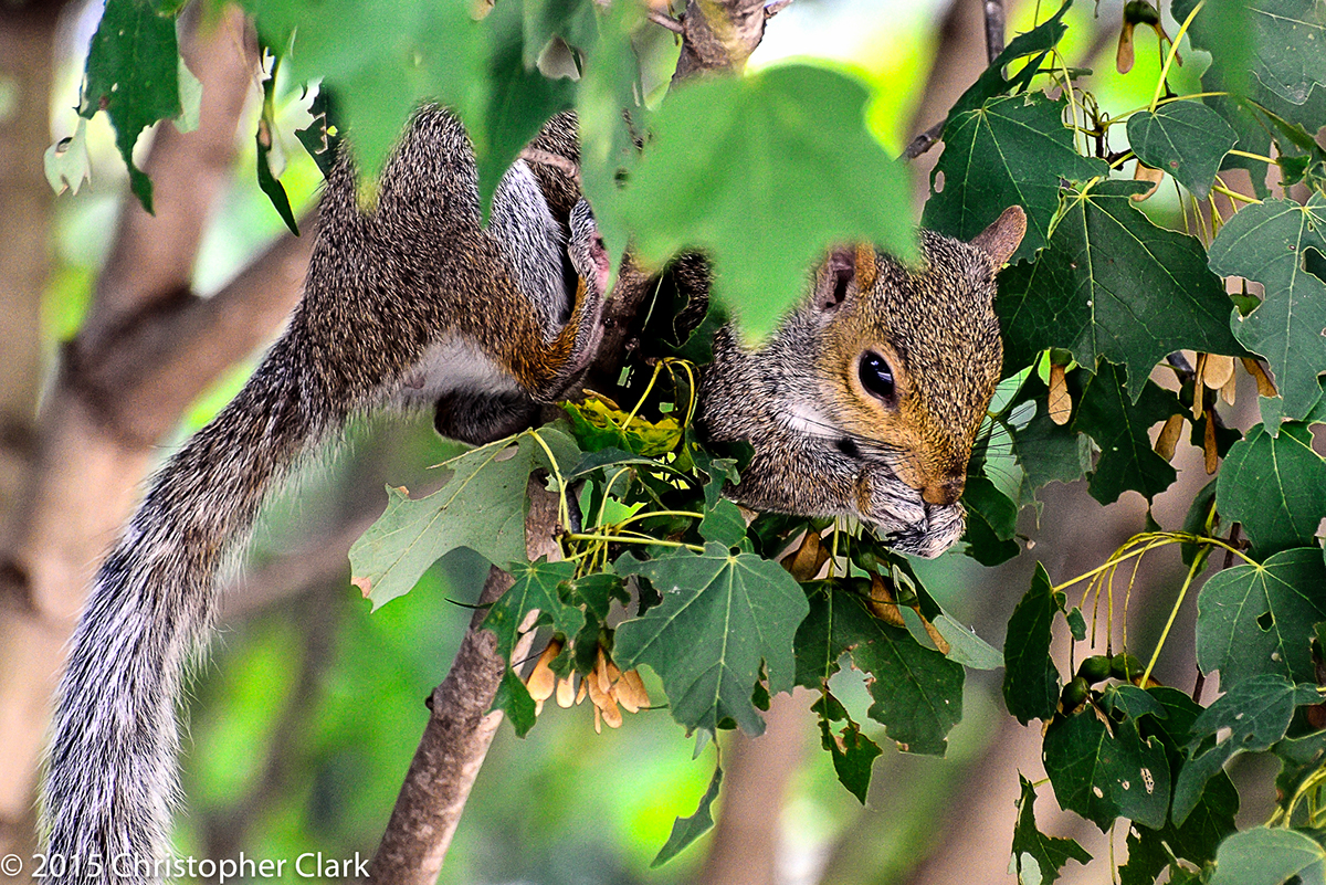 squirrel trees Gathering wild wildlife lunch Eating 