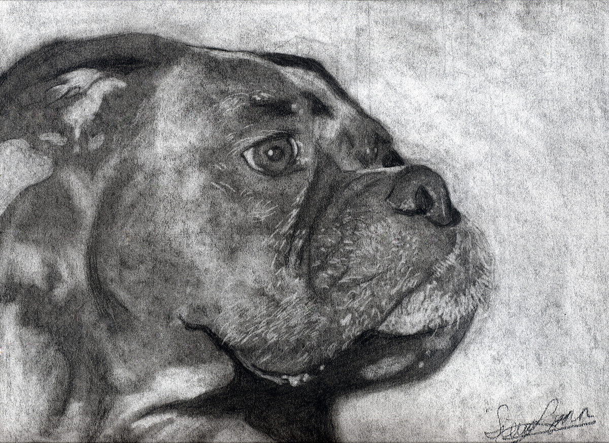 dog Boxer charcoal