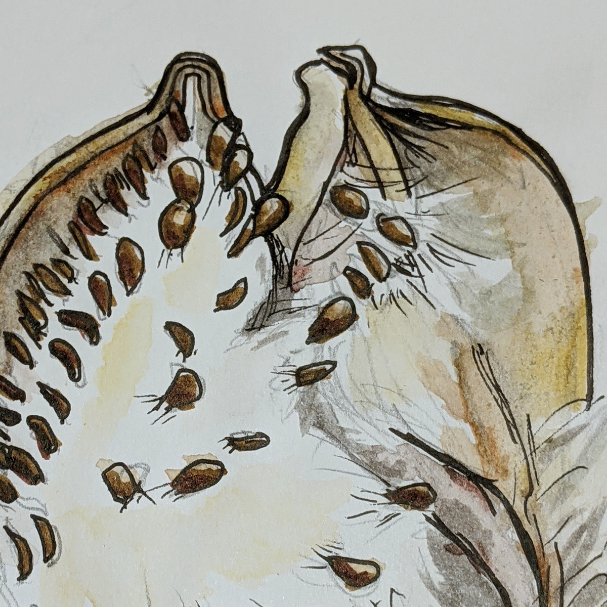ILLUSTRATION  milkweed Nature sketch study