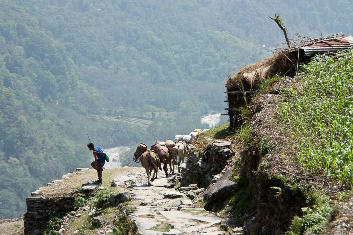 nepal himalaya trail years mules caravan Drover man traveling
