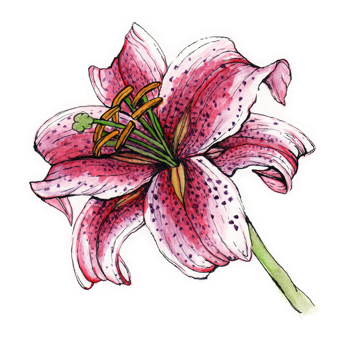 watercolor stargazer lily botanical art