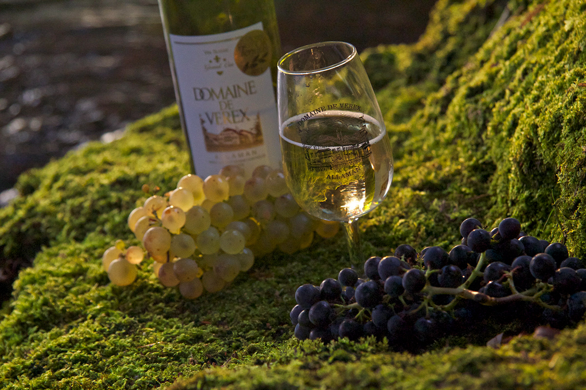 Nature sunset wine olives water leaves photos
