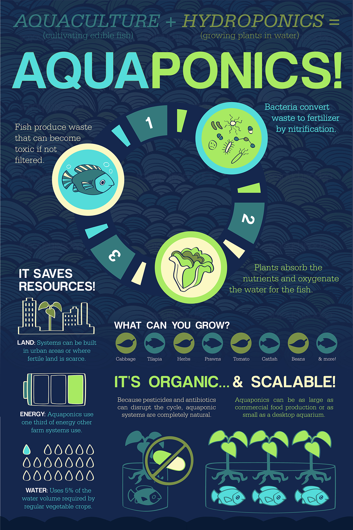 infographic aquaponics