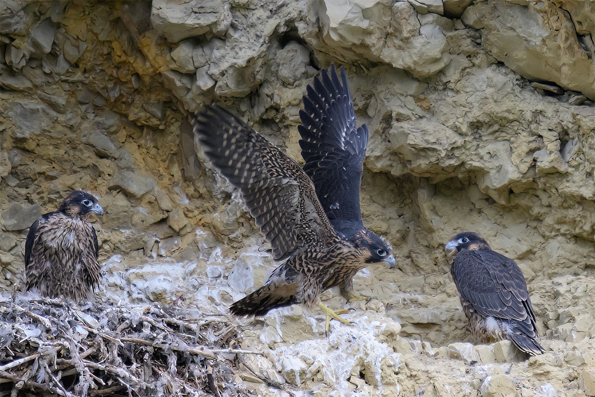 birdphotography Falke falcon Vogelfotografie Wanderfalke wildlifephotography