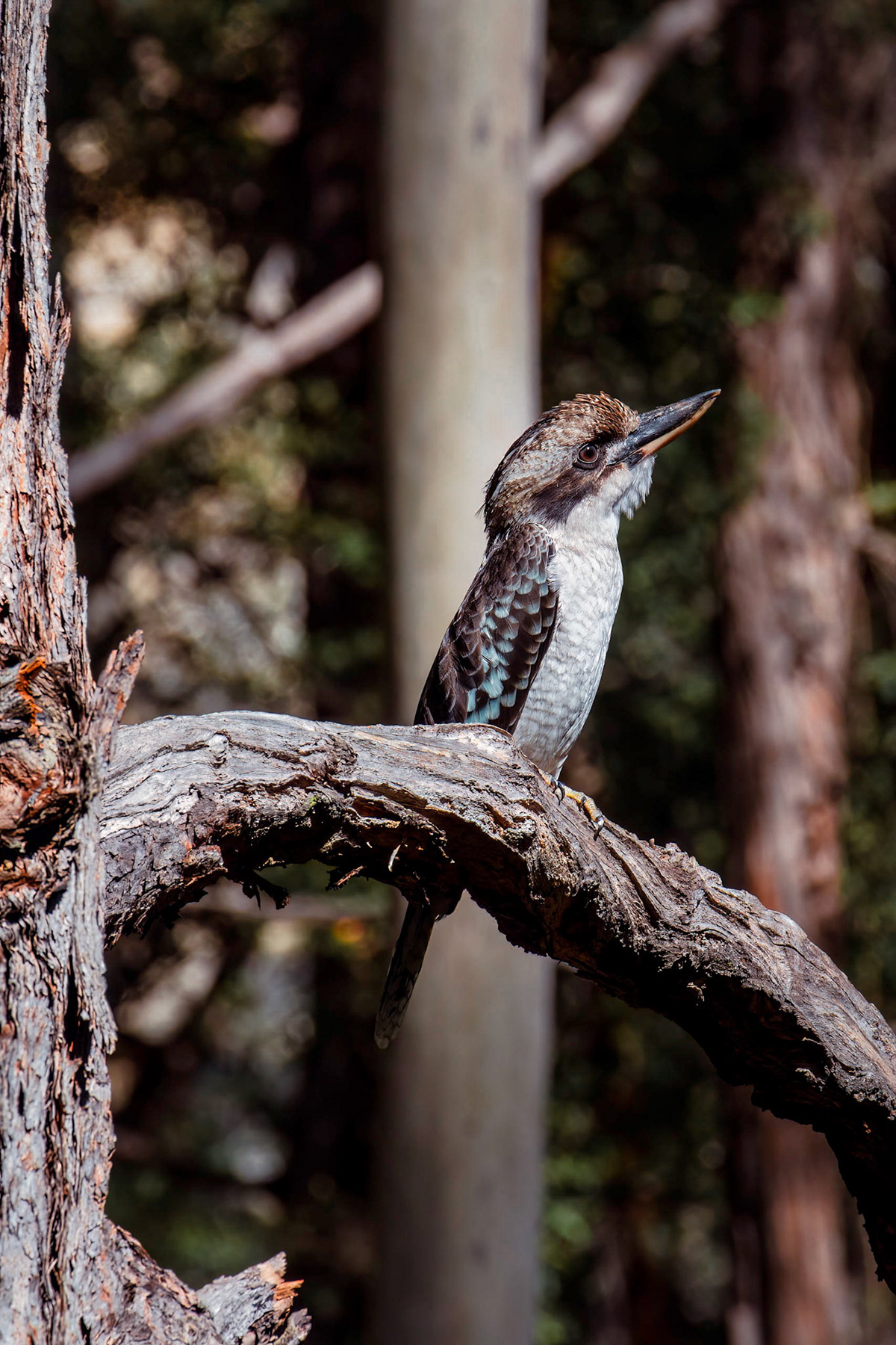 animal Australia bird marsupial Nature Photography  Queensland reptile Adobe Portfolio