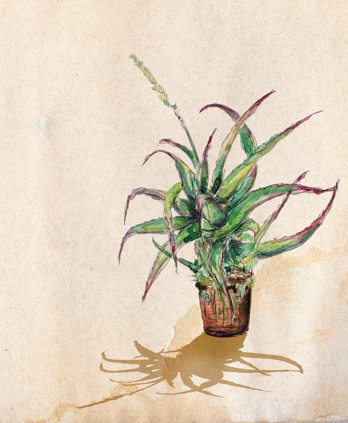 cactus silvia cairol watercolors plants garden le jardin sauvage