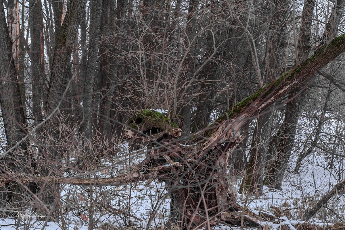 Monster are everywhere, old willow, Upper Vistula Valley