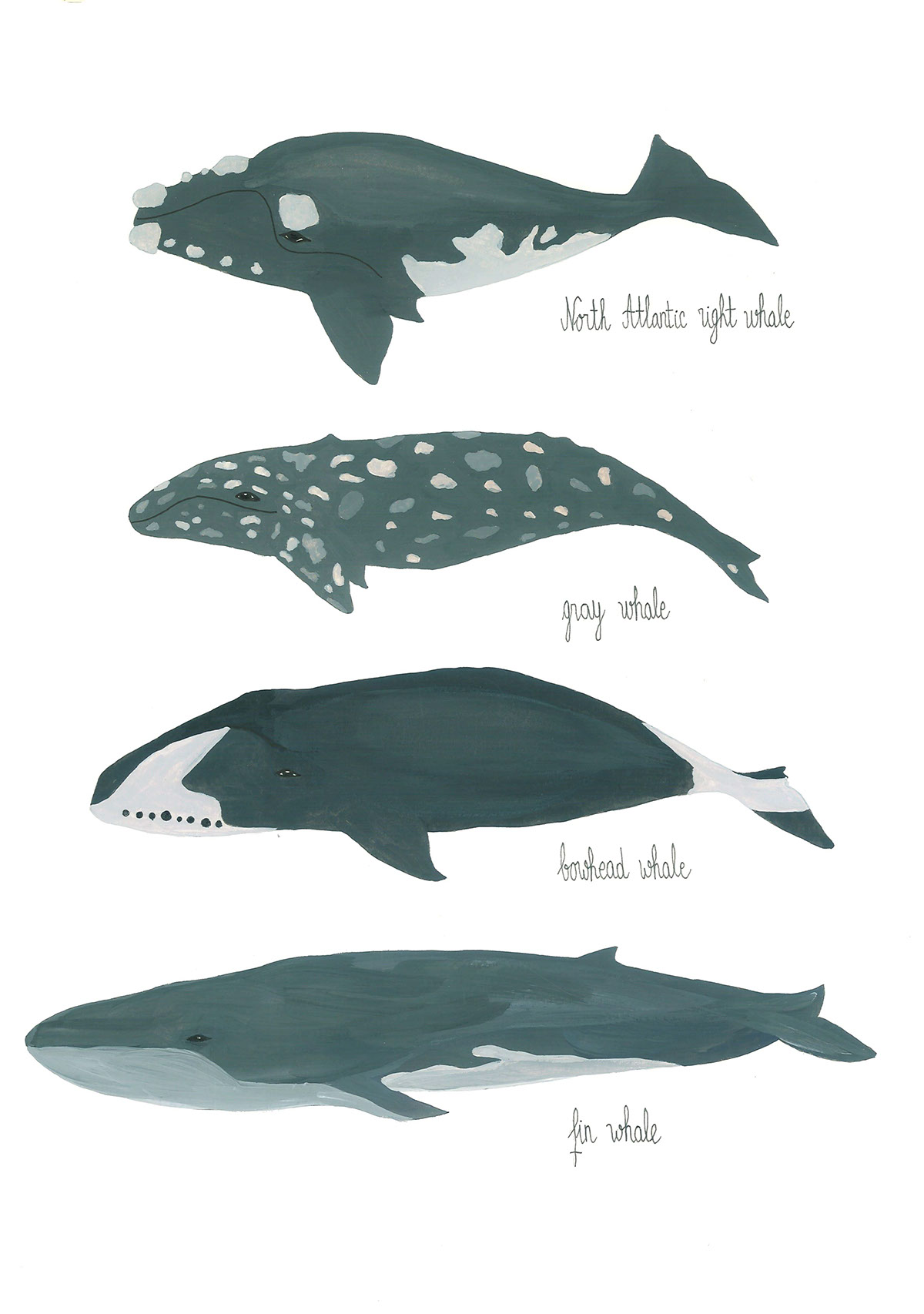 whales ILLUSTRATION  Drawing  animals