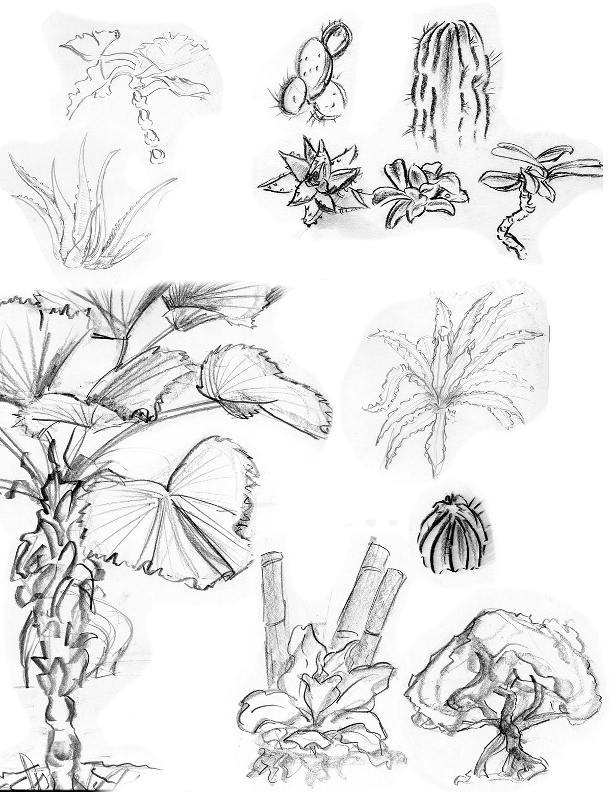 plants life study imagination Style black White pen colored pencil
