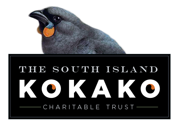 conservation fundraising Nature Kokako Web Design  ILLUSTRATION  copywriting 