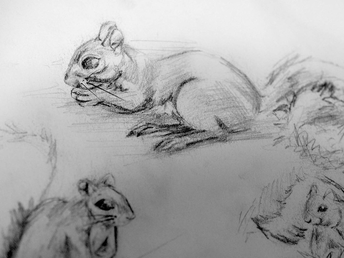 bird birds squirrel drawings