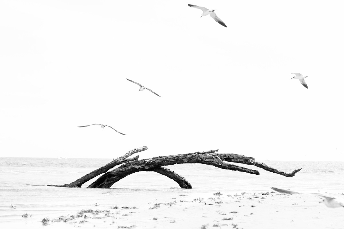 photogrphy black and white overexposed driftwood travel photography Travel Thailand