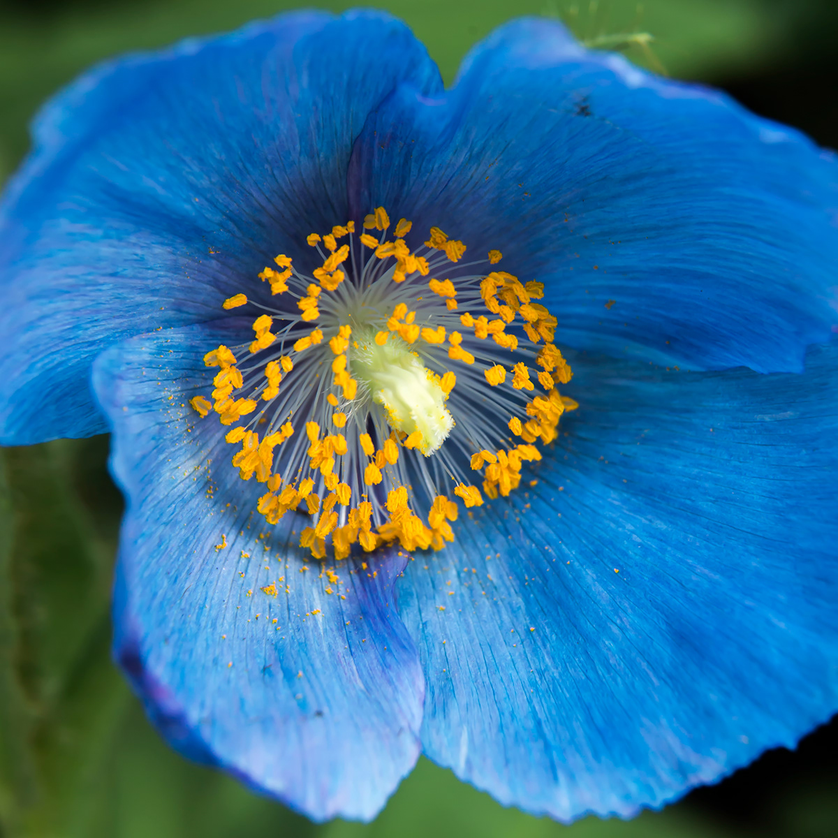 blue poppy macro flower