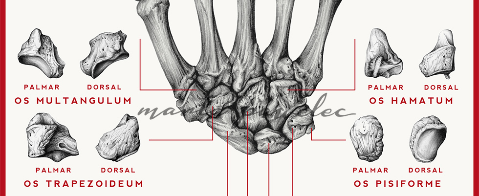 medical anatomy ILLUSTRATION  poster Anatomy Poster medicine medical illustration skull heart bones