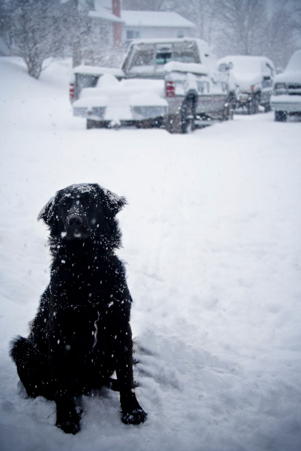 dog golden retriever springer-spaniel  puppy snow