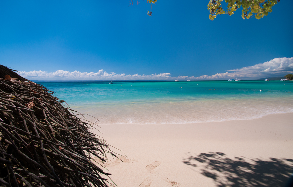 beach Coconut Palm Tree's Cayo Levantado Landscape Ocean Travel Dominican Replublic Sunny Destinatioins