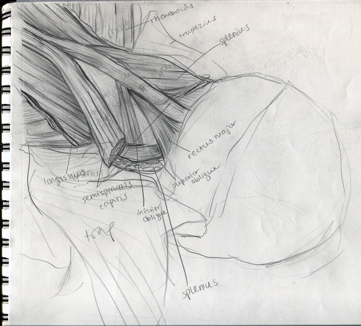 cadaver sketches medical illustration pencil