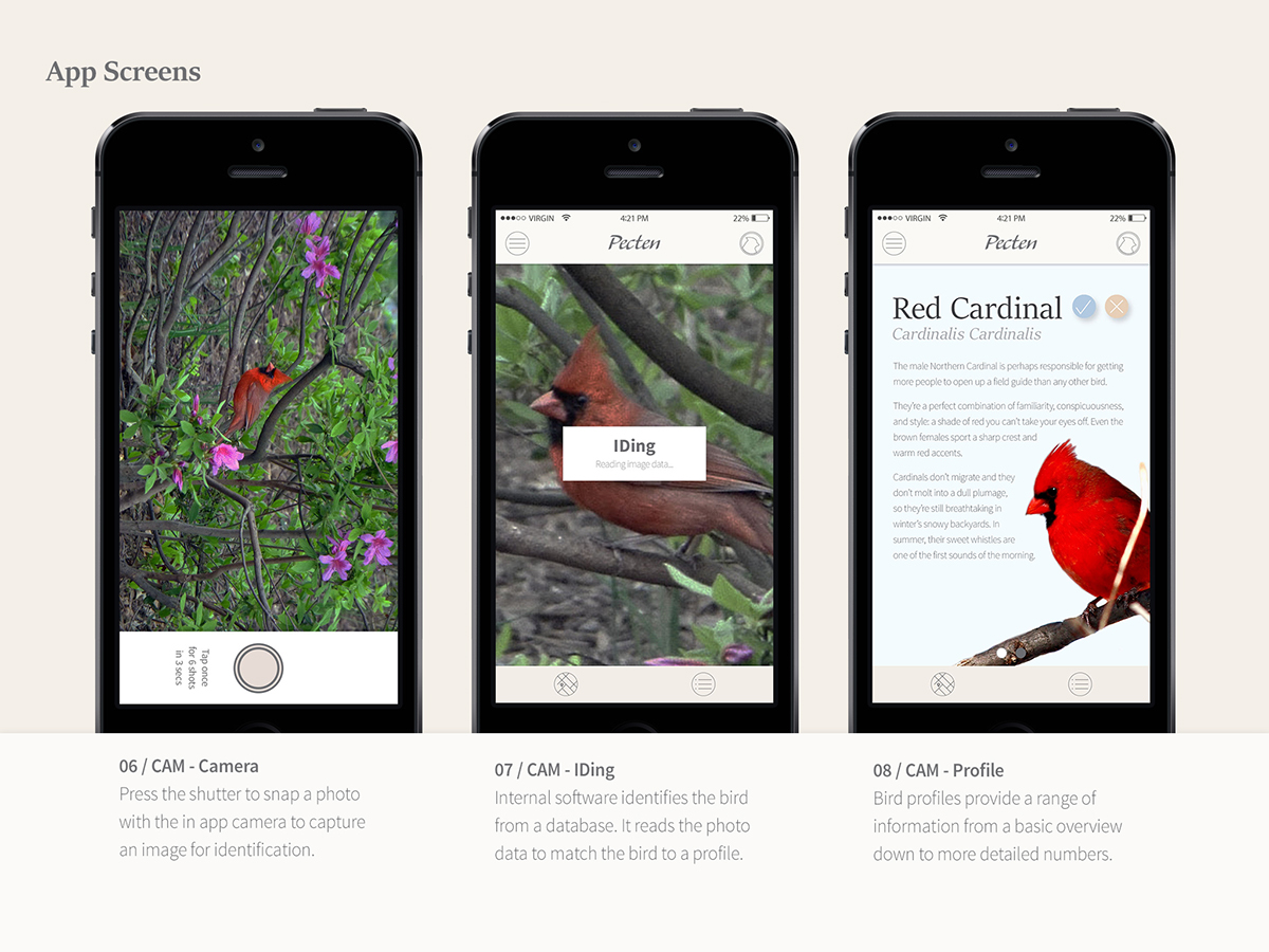 birds bird watching Northern Cardinal outside app design user experience User interphase Project Planning wireframes iphone camera feathers #madethis  #PassportToCreativity
