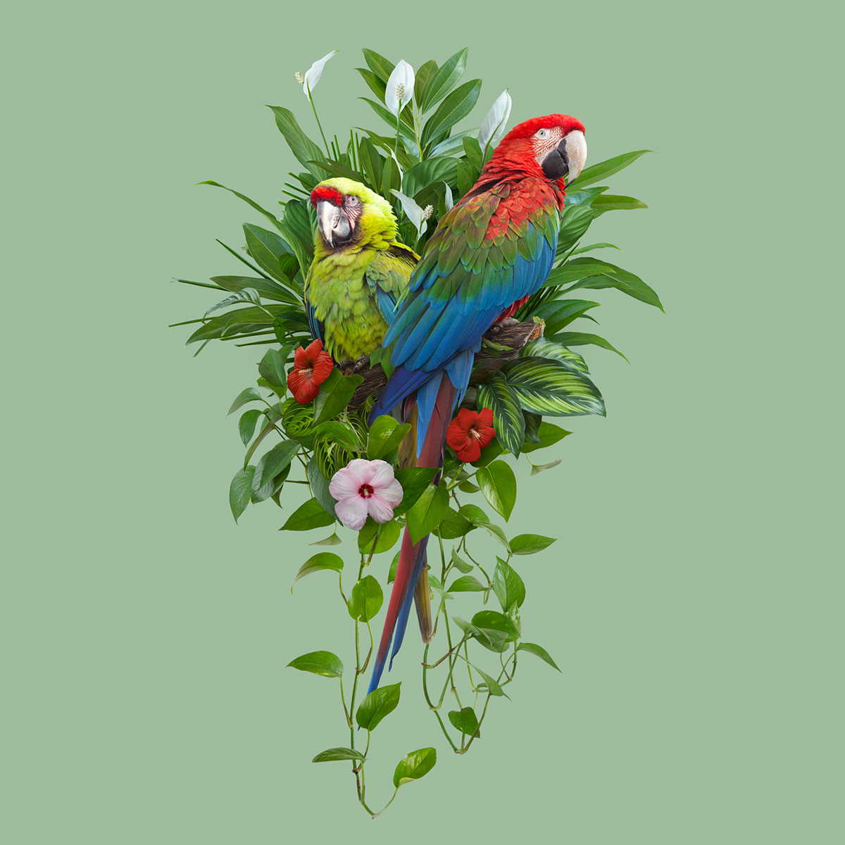 anthropocene climate change environmental Flowers industry jungle Nature parrots plants wallpaper