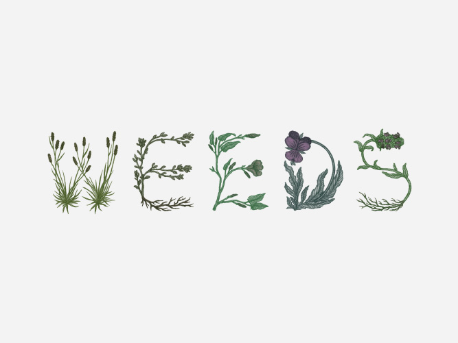 graphite pencil art lettering Handlettering Nature plants weeds bamboo animals Food  handmade produce vegetables sandwich