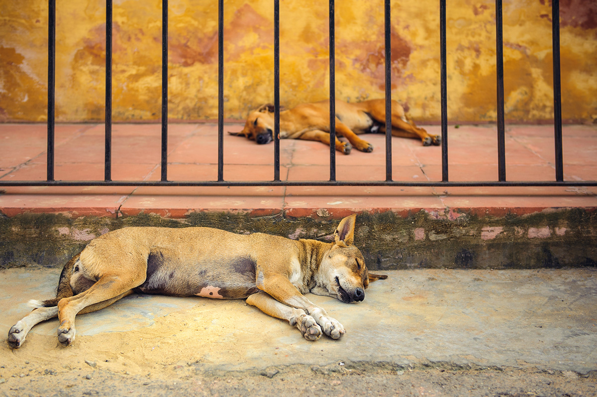 Street dreams Travel India nepal asia people sleep sleeping reportage sleepers city places