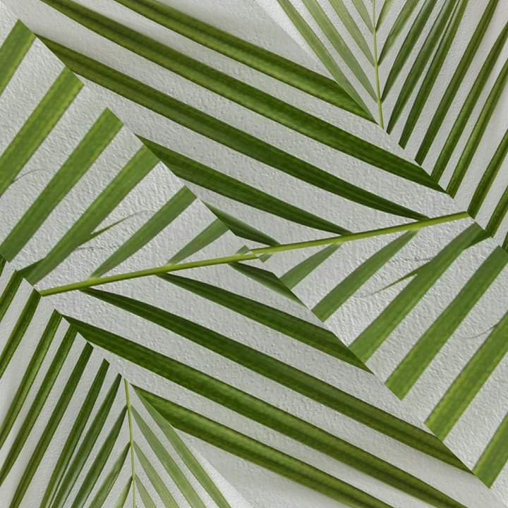 palm leaves collage green leaves