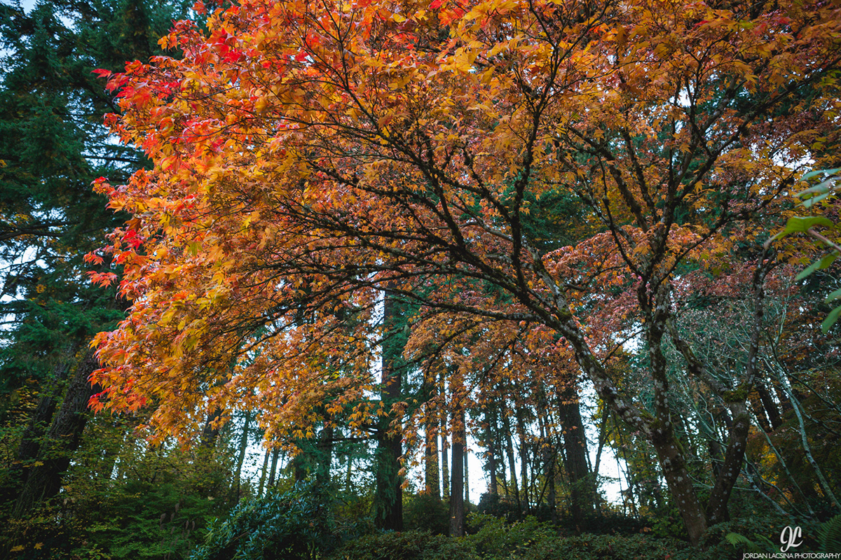 Portland Oregon japanese garden Flowers trees Fall color