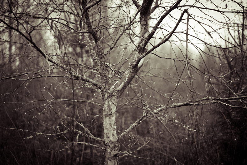 Nature black and white subtle dark rain autumn