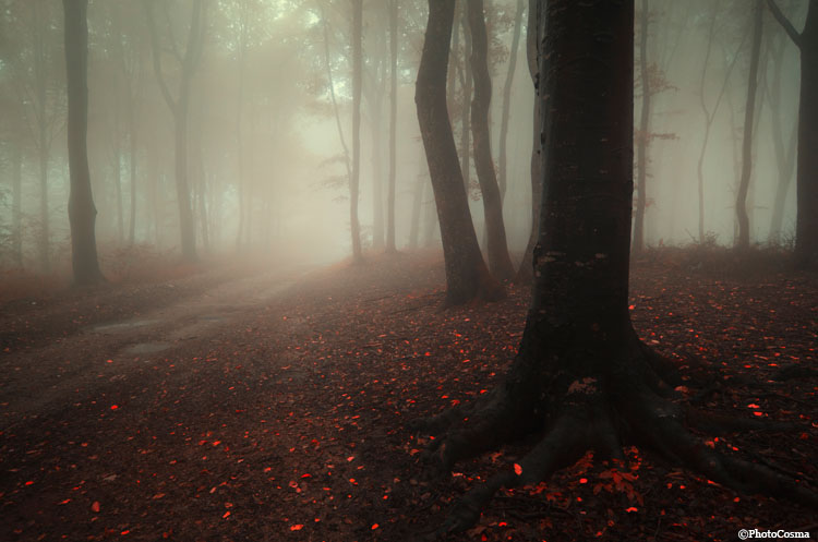 forest woods Tree  Silhouette man fog path autumn surreal fantasy eerie Halloween Nature Landscape mist