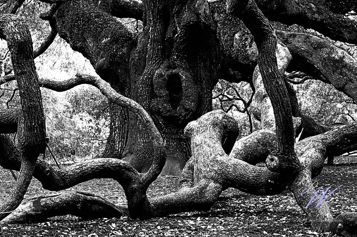 angel oak south carolina Tree 